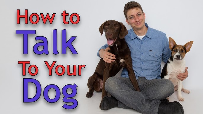 How to communicate a dog to play procure