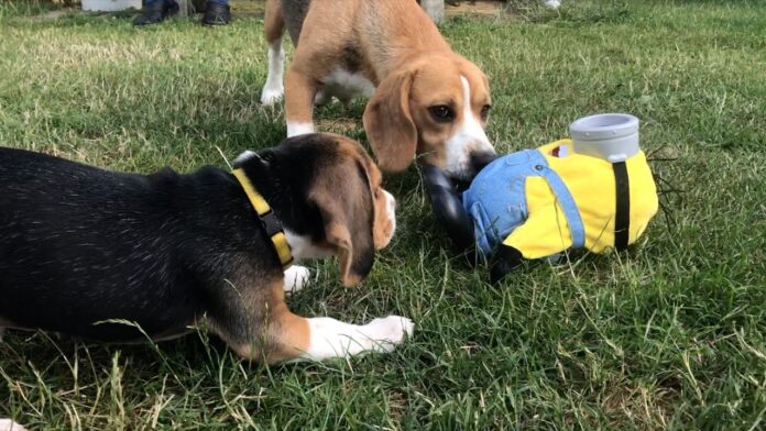 Why beagles are the nastiest for dogs?