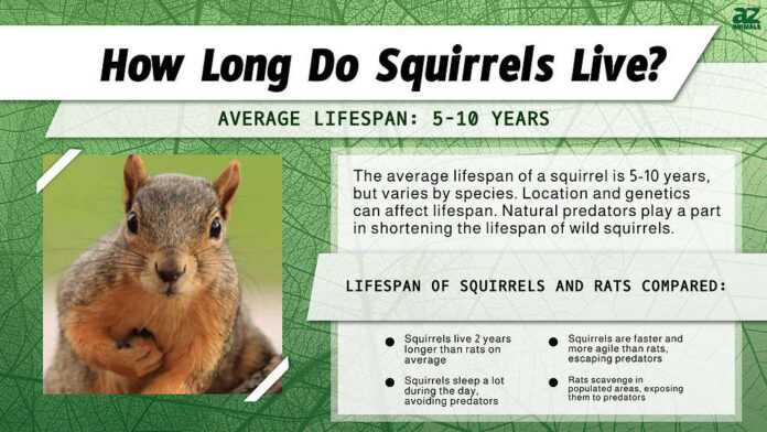How long do Squirrels Live?