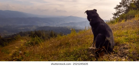 Hanging Tree Dog
